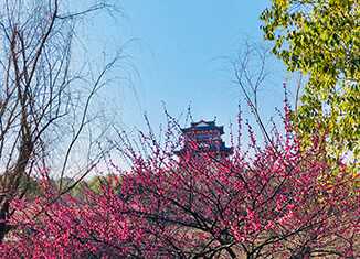 聊城大学2015年艺术类招生简章(省外)